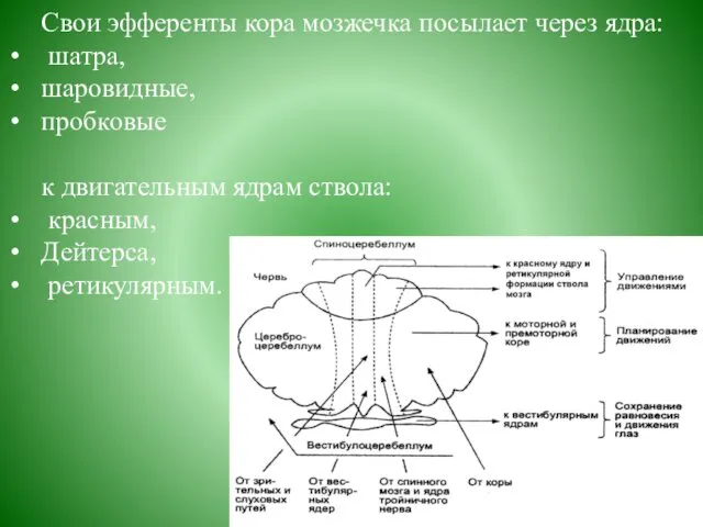 Свои эфференты кора мозжечка посылает через ядра: шатра, шаровидные, пробковые к