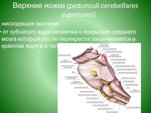 Верхние ножки (pedunculi cerebellares superiores) нисходящие волокна: от зубчатого ядра мозжечка