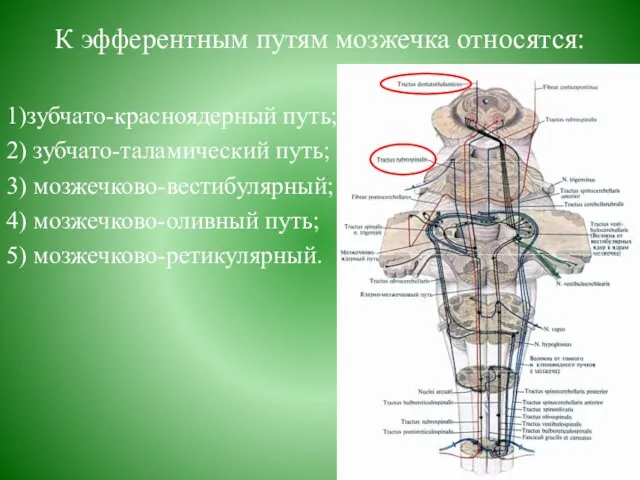 К эфферентным путям мозжечка относятся: 1)зубчато-красноядерный путь; 2) зубчато-таламический путь; 3)