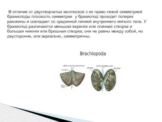 В отличие от двустворчатых моллюсков с их право-левой симметрией брахиоподы плоскость