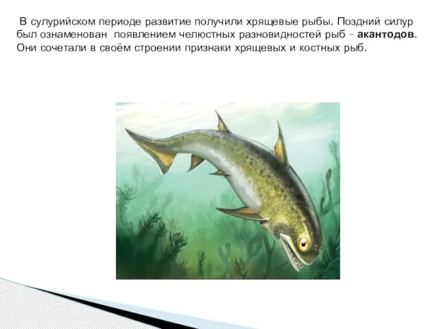 В сулурийском периоде развитие получили хрящевые рыбы. Поздний силур был ознаменован