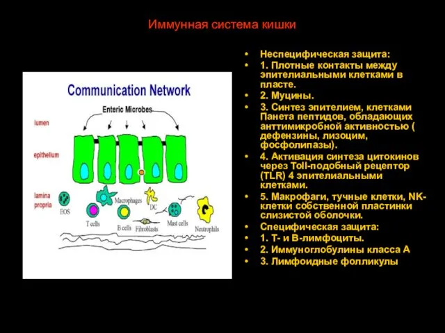 Иммунная система кишки Неспецифическая защита: 1. Плотные контакты между эпителиальными клетками