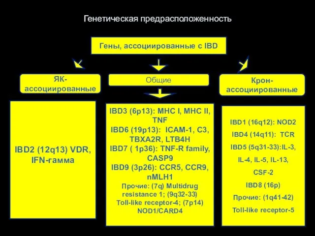 Генетическая предрасположенность Гены, ассоциированные с IBD Общие IBD3 (6p13): MHC I,