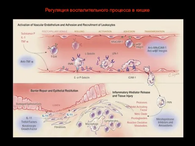 Регуляция воспалительного процесса в кишке