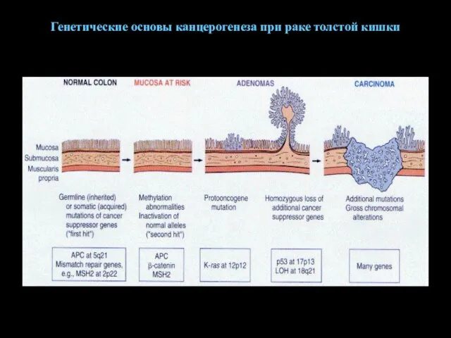 Генетические основы канцерогенеза при раке толстой кишки