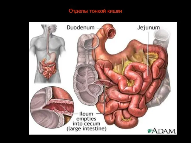 Отделы тонкой кишки