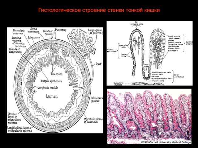 Гистологическое строение стенки тонкой кишки