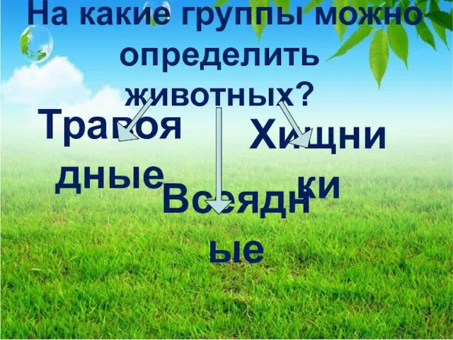 На какие группы можно определить животных? Травоядные Всеядные Хищники