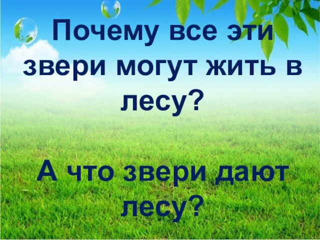 Почему все эти звери могут жить в лесу? А что звери дают лесу?