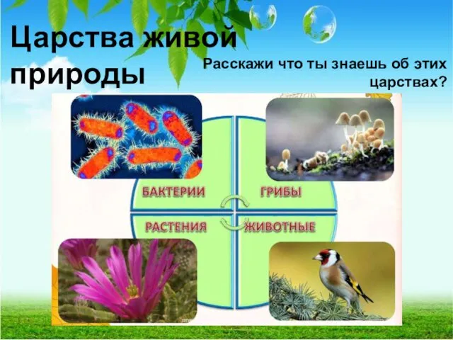 Царства живой природы Расскажи что ты знаешь об этих царствах?