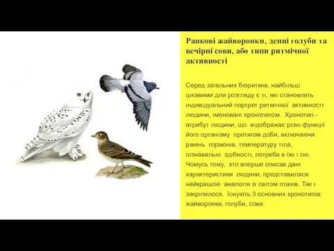 Ранкові жайворонки, денні голуби та вечірні сови, або типи ритмічної активності