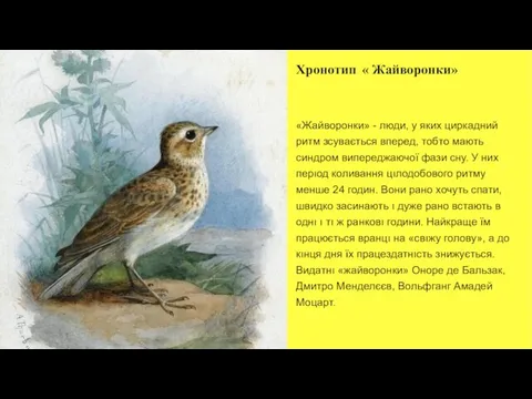 Хронотип « Жайворонки» «Жайворонки» - люди, у яких циркадний ритм зсувається