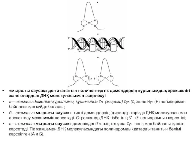 «мыршты саусақ» деп аталатын полипептидтік домендердің құрылымдық ерекшелігі және олардың ДНҚ