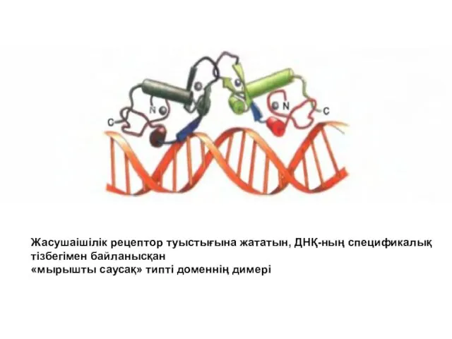 Жасушаішілік рецептор туыстығына жататын, ДНҚ-ның спецификалық тізбегімен байланысқан «мырышты саусақ» типті доменнің димері