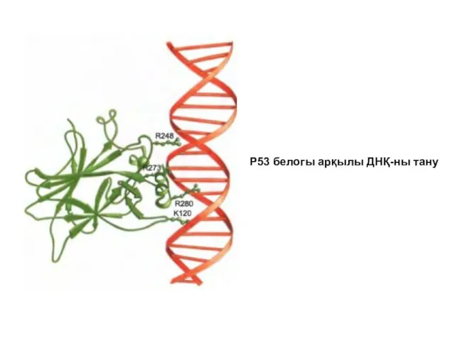 Р53 белогы арқылы ДНҚ-ны тану