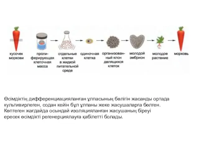 Өсімдіктің дифференциацияланған ұлпасының бөлігін жасанды ортада культивирлеген, содан кейін бұл ұлпаны