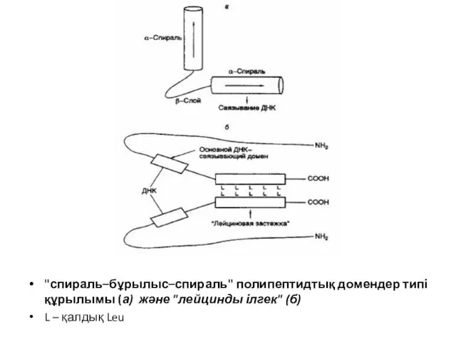 "спираль–бұрылыс–спираль" полипептидтық домендер типі құрылымы (а) және "лейцинды ілгек" (б) L – қалдық Leu