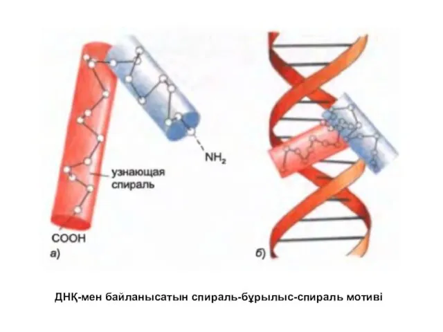 ДНҚ-мен байланысатын спираль-бұрылыс-спираль мотиві