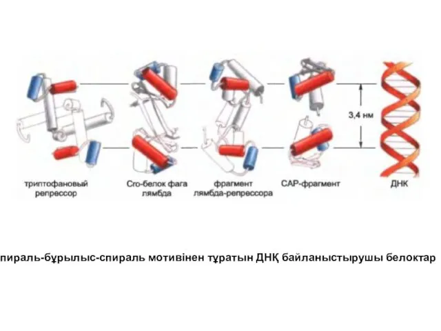 Спираль-бұрылыс-спираль мотивінен тұратын ДНҚ байланыстырушы белоктар