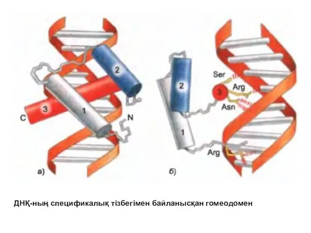 ДНҚ-ның спецификалық тізбегімен байланысқан гомеодомен