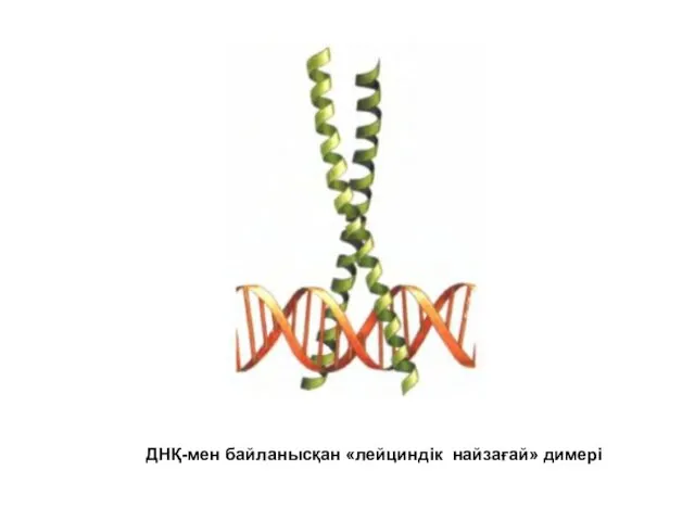 ДНҚ-мен байланысқан «лейциндік найзағай» димері
