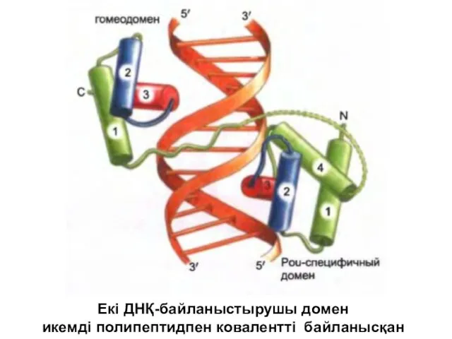 Екі ДНҚ-байланыстырушы домен икемді полипептидпен ковалентті байланысқан