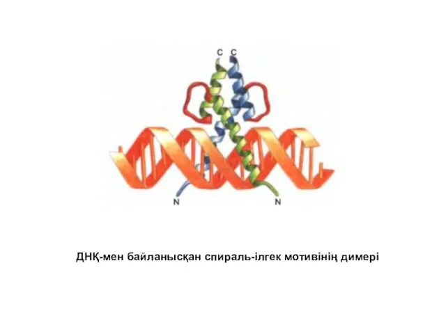 ДНҚ-мен байланысқан спираль-ілгек мотивінің димері