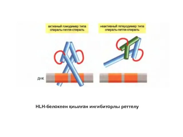 HLH-белокпен қиылған ингибиторлы реттелу