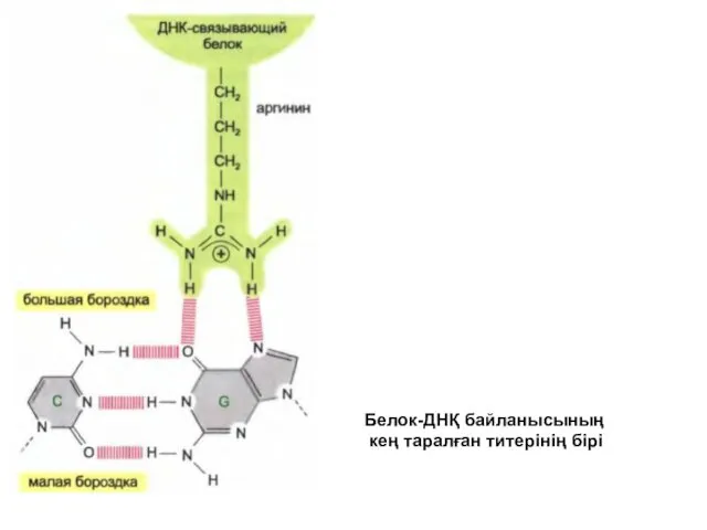Белок-ДНҚ байланысының кең таралған титерінің бірі