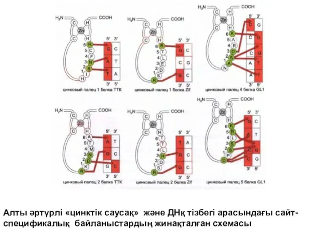 Алты әртүрлі «цинктік саусақ» және ДНқ тізбегі арасындағы сайт-спецификалық байланыстардың жинақталған схемасы