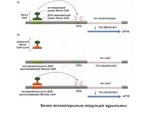 Белок активаторының модульдік құрылымы