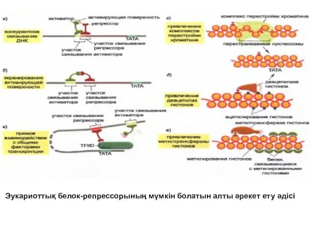 Эукариоттық белок-репрессорының мүмкін болатын алты әрекет ету әдісі