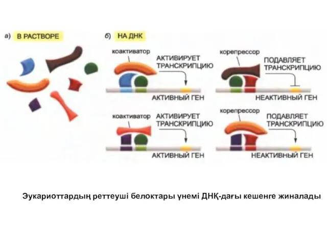 Эукариоттардың реттеуші белоктары үнемі ДНҚ-дағы кешенге жиналады