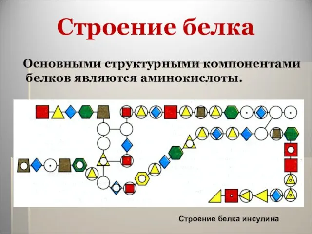 Строение белка Основными структурными компонентами белков являются аминокислоты. Строение белка инсулина