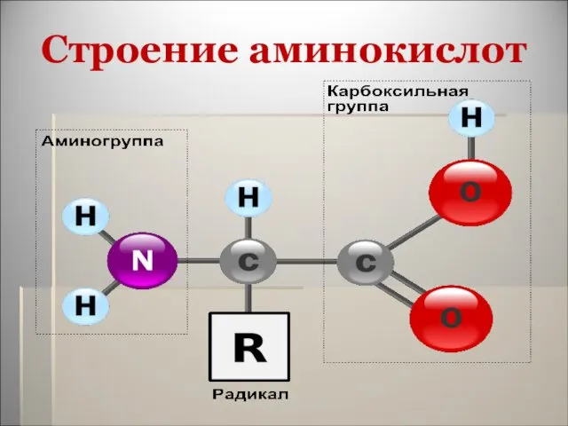 Строение аминокислот