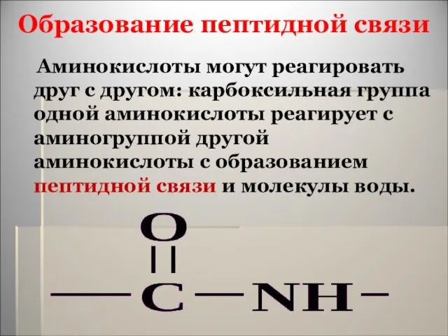 Образование пептидной связи Аминокислоты могут реагировать друг с другом: карбоксильная группа