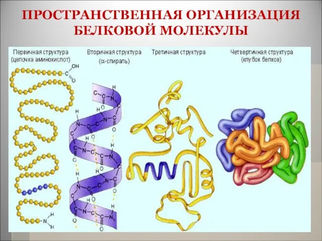 ПРОСТРАНСТВЕННАЯ ОРГАНИЗАЦИЯ БЕЛКОВОЙ МОЛЕКУЛЫ