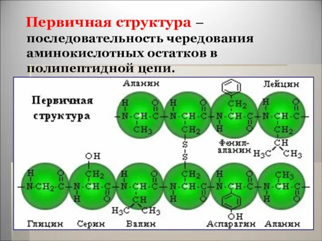 Первичная структура – последовательность чередования аминокислотных остатков в полипептидной цепи.