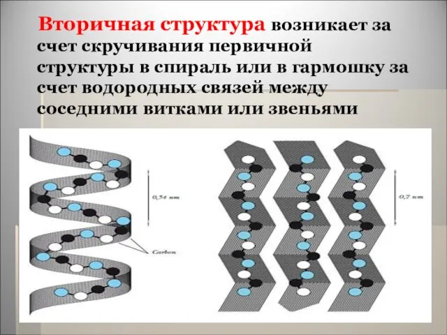 Вторичная структура возникает за счет скручивания первичной структуры в спираль или