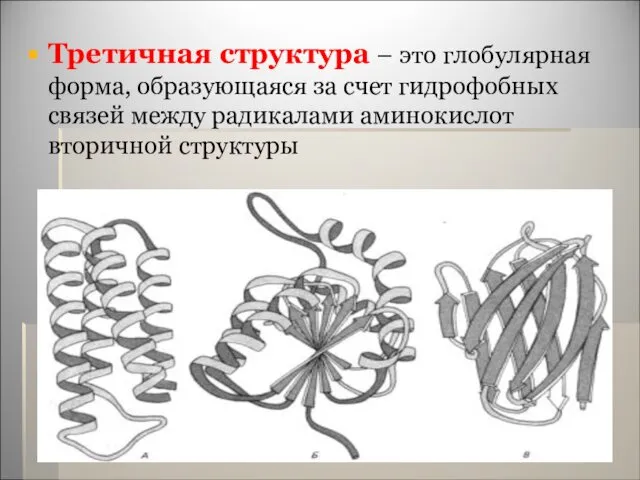 Третичная структура – это глобулярная форма, образующаяся за счет гидрофобных связей между радикалами аминокислот вторичной структуры