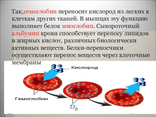 Так,гемоглобин переносит кислород из легких к клеткам других тканей. В мышцах