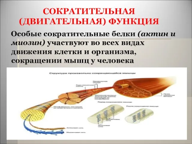 СОКРАТИТЕЛЬНАЯ (ДВИГАТЕЛЬНАЯ) ФУНКЦИЯ Особые сократительные белки (актин и миозин) участвуют во