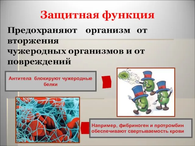 Защитная функция Например, фибриноген и протромбин обеспечивают свертываемость крови Антитела блокируют