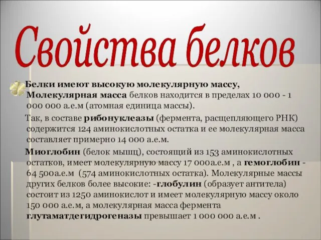 Свойства белков Белки имеют высокую молекулярную массу, Молекулярная масса белков находится