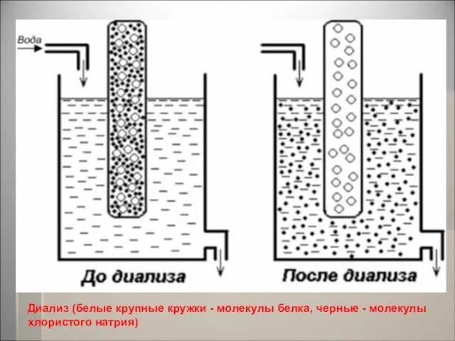 Диализ (белые крупные кружки - молекулы белка, черные - молекулы хлористого натрия)