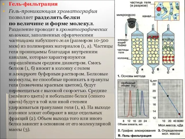 Гель-фильтрация Гель-проникающая хроматография позволяет разделять белки по величине и форме молекул.