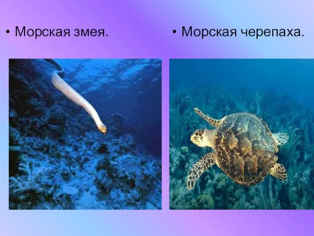 Морская черепаха. Морская змея.