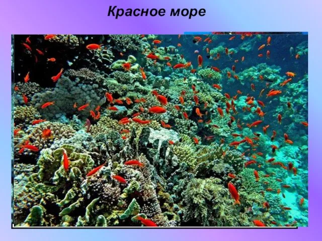 Красное море