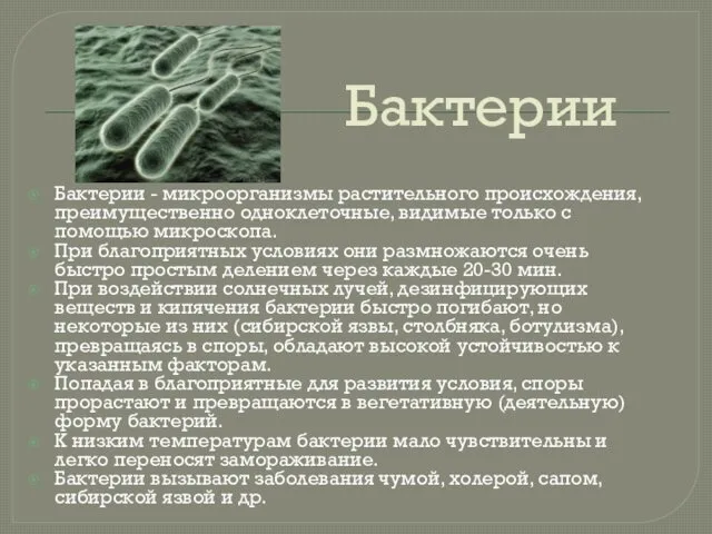 Бактерии Бактерии - микроорганизмы растительного происхождения, преимущественно одноклеточные, видимые только с