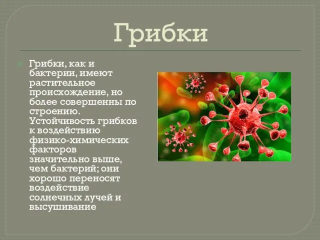 Грибки Грибки, как и бактерии, имеют растительное происхождение, но более совершенны